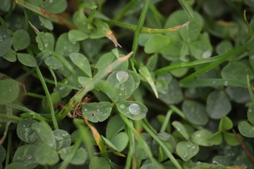 Zielony liść z kroplami wody makro