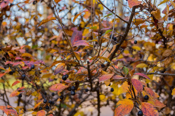 Bird cherry fruits at the autumn