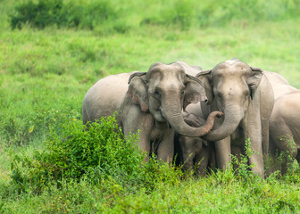 A herd of Asian Elephants are protectively a newborn calf.