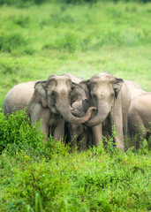 A herd of Asian Elephants are protectively a newborn elephant calf in the fields of Kui Buri National Park, Thailand.