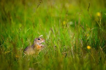 European ground squirrel / Spermophilus citellus