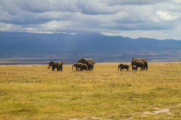 Naklejka na ściany i meble elephants at the base of moun kilimanjaro in serengeti national park africa 