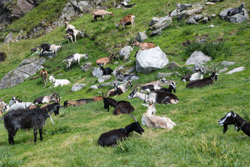 Ziegenherde auf einer Alm mit verschiedenartigen Ziegen