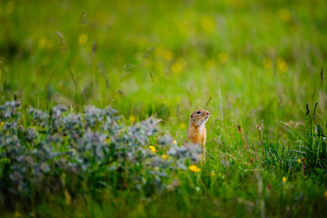 European ground squirrel / Spermophilus citellus