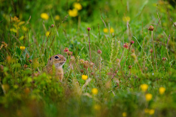 European ground squirrel / Spermophilus citellus
