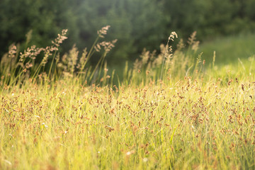 Summer background. Meadow grass on a sunny summer day at dawn or dusk. Natural grass, selective focus, blurred background, copy space. Sunny, summer image.