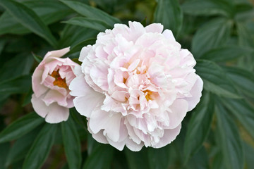 Shrub pink peonies in the garden on the background of green leaves