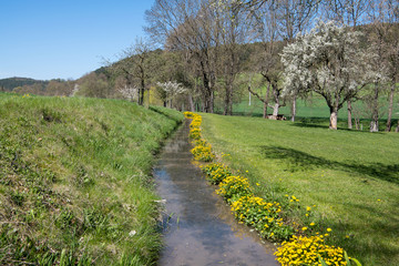 Frühjahr - Erwachen der Natur - Landschaft mit Bach, Wiesen, Sumpfdotterblumen und blühenden Obstbaum