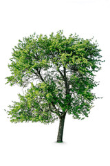 Obraz premium Tree on a white background