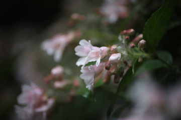 Blado różowy kwiat na zielonym tle