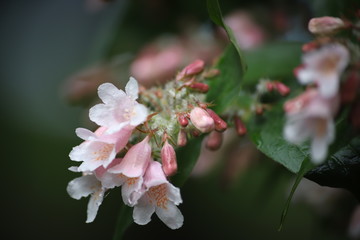 Blado różowy kwiat na zielonym tle