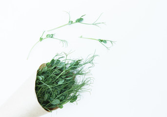Obraz premium Microgreen on the white background in natural light