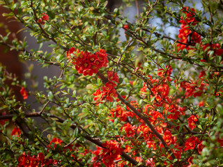 Rich red Malus Centurion flowers -  Crabapple tree