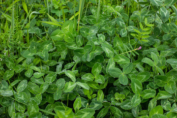 Clover field with water drops close up shot