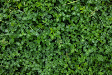 Clover field with water drops wide shot