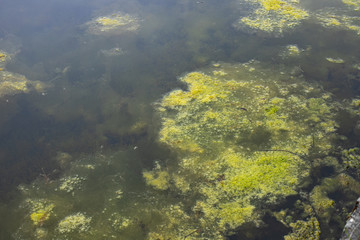 Fototapeta na wymiar Yellow and Green goo in the water (Duckfood)