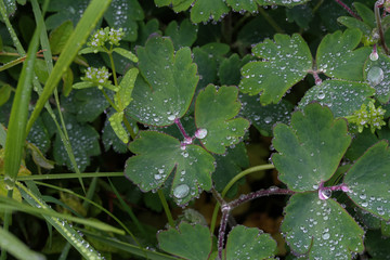 Green foliage is covered with drops of moisture after rain