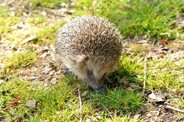 hedgehog in the grass