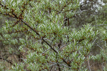 leaves on branch