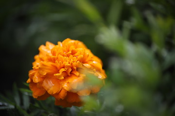 Pomarańczowy kwiat na zielonym tle