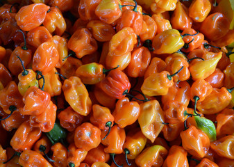 Bulk Hot Peppers Habanero Chili