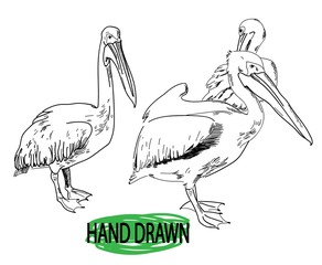Pelicans Sea birds. Drawing by hand in vintage style drawing by pen.