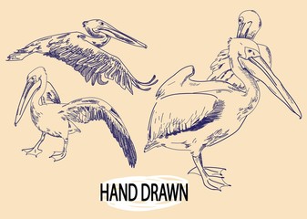 Pelicans Sea birds. Drawing by hand in vintage style drawing by pen. - 269259794