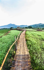 Fototapeta na wymiar Summer landscape bamboo walkway field and clouds