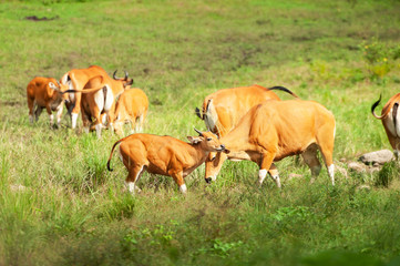 Naklejka na ściany i meble A herd of Bantengs relaxing while feeding on the grassland.