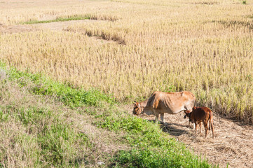 Cow in the field nature background