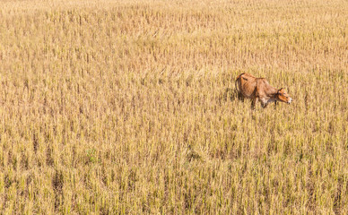 Cow in the field nature background