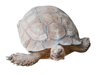 Very Big Brown tortoise  desert tortoise in the sand walking, slow-moving land-dwelling