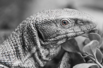 Close up of a Iguana harmless reptile selective focus