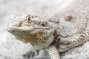 Close up of a Iguana harmless reptile selective focus