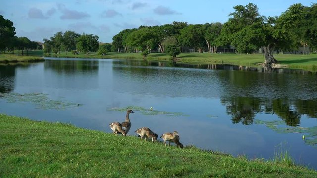 Los patos est&aacute;n caminando al borde de la laguna del campo de golf.
