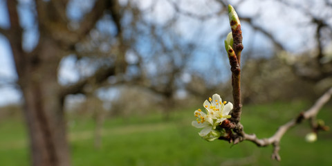 Blüten weiß Obstbaum Früjhahr