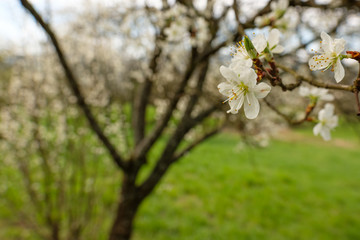 Obstbaum Ast Blüten weiß