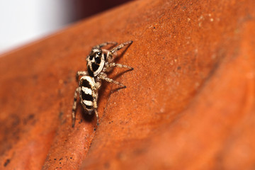 Springspinne