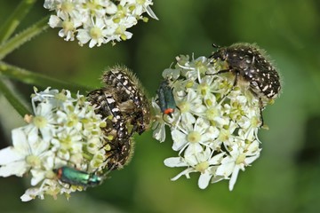 Paarung des Trauer-Rosenkäfers (Oxythyrea funesta) auf Wiesen-Bärenklau (Heracleum sphondylium)