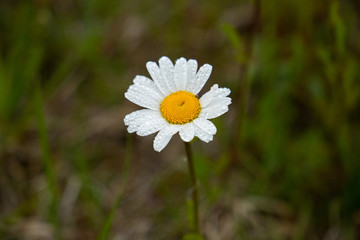 Chamomile flower closeup 