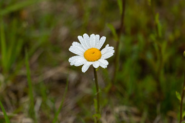 daisy in the grass