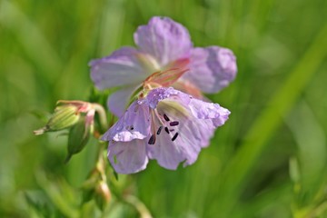 Wiesen-Storchschnabel (Geranium pratense) mit Morgentau