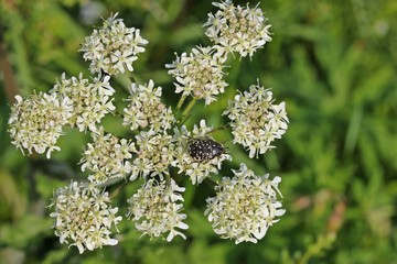 Trauer-Rosenkäfer (Oxythyrea funesta)  auf Wiesen-Bärenklau (Heracleum sphondylium)