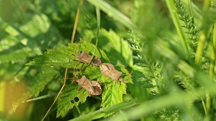 Lederwanzen (Coreus marginatus ) bei der Paarung