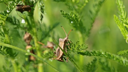 Lederwanzen (Coreus marginatus ) bei der Paarung