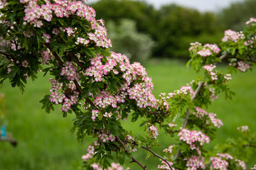 pink blossoms