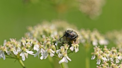 Trauer-Rosenkäfer (Oxythyrea funesta)  auf Wiesen-Bärenklau (Heracleum sphondylium)