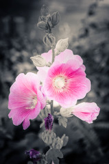 flowers vintage toning design background nature the image is the art
