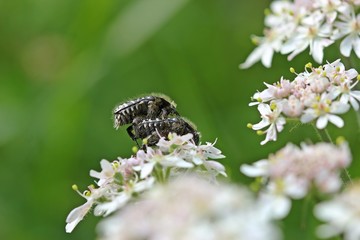 Paarung des Trauer-Rosenkäfers (Oxythyrea funesta) auf Wiesen-Bärenklau (Heracleum sphondylium)
