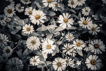 flowers vintage toning design background nature the image is the art